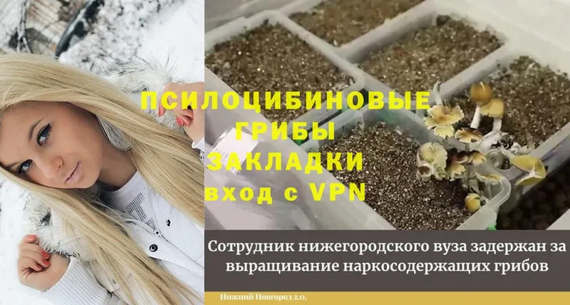 Галлюциногенные грибы Psilocybe  закладка  Ишимбай 